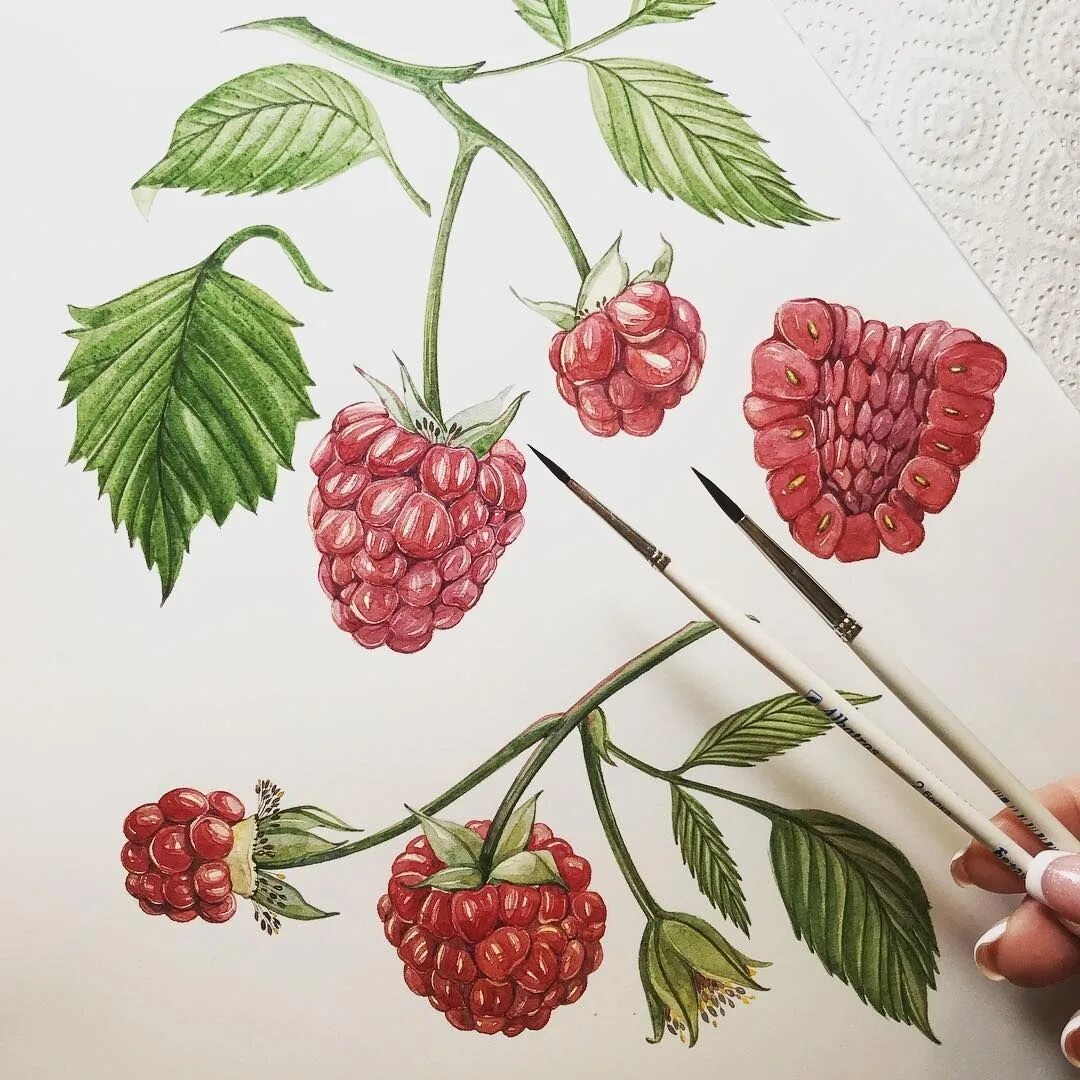 Как нарисовать куст малины. Куст малины референс. малина акварель. куст малины акварель. малина акварелью в ботаническом стиле.