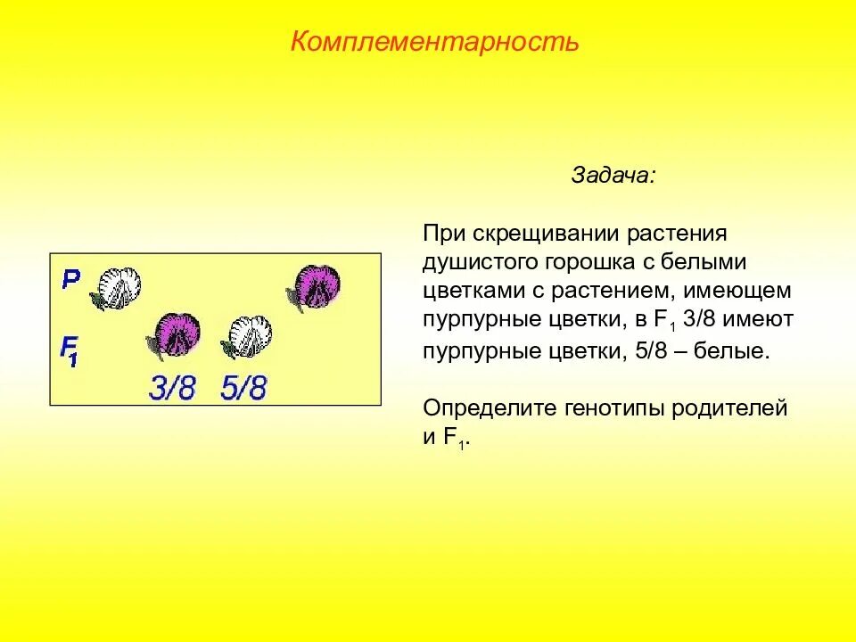 Определите генотип родительских растений. Определить генотип родителей. при скрещивании растения душистого горошка. скрещивание гетерозигот задача. при скрещивании пасиеемя.