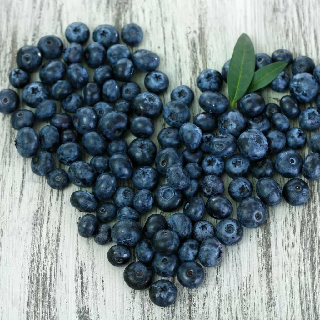 Голубика утром. Голубика блюкроп. черника blueberry. веточка черники. голубика на подоконнике.