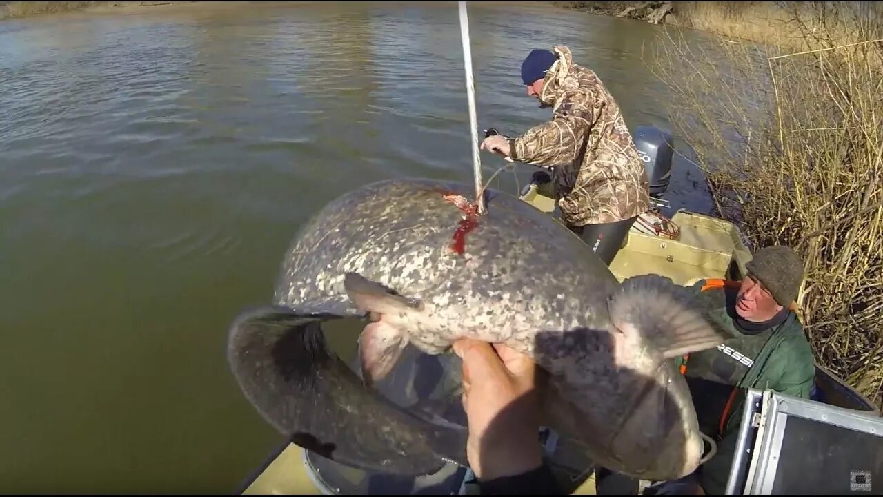 Щука в мутной воде. Подводная рыбалка на сома. Дельта Волги рыбалка.