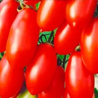 Сорт томатов чудо лентяя отзывы