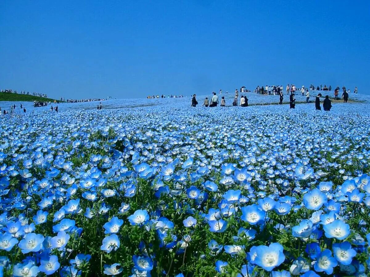 Где растет голубой цветок. Национальный парк Хитачи Япония. Цветы немофила национальный Приморский парк Хитачи, Япония. Хитачи Сисайд парк Япония. Национальный Приморский парк Хитачи (Hitachi Seaside Park).