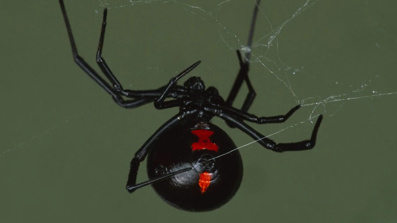 Черная вдова паук. Ложная чёрная вдова паук. Latrodectus mactans паук. Latrodectus mactans чёрная вдова. Ложная вдова