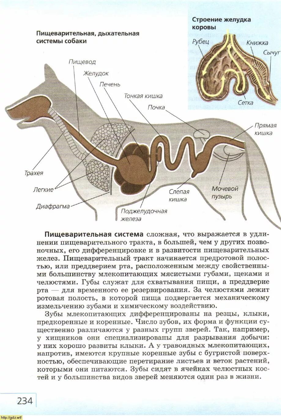 Дыхательная система собаки. Строение пищеварительной системы собаки. Пищеварительная система собаки схема. Внутреннее строение собаки пищеварительная система. Строение пищеварительной системы собаки схема.