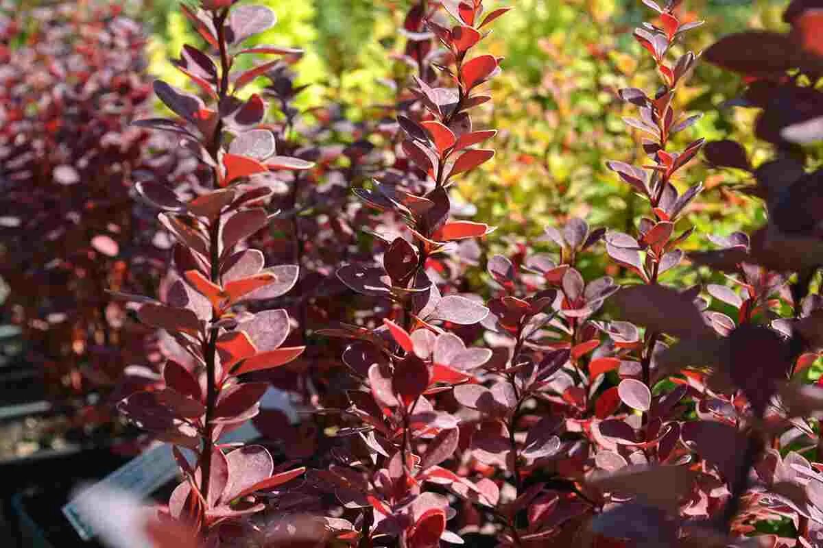 Барбарис ред компакт. Тунберга ред компакт. Berberis thunbergii ред компакт (Red Compact). Барбарис Тунберга ред компакт р9 СДС.