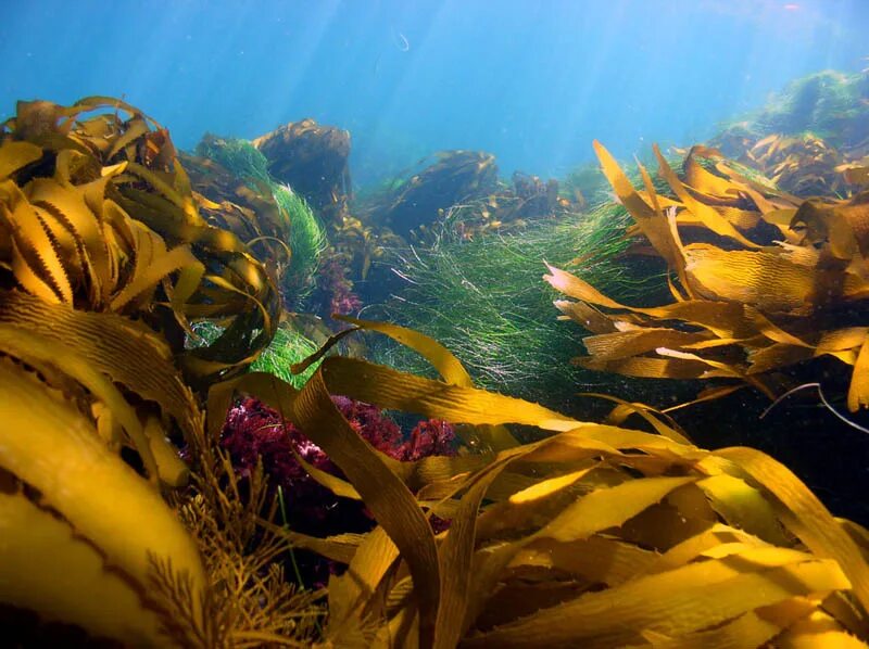 Бурые водоросли являются самыми глубоководными водорослями. Морской трава и ламинария. Водоросли ламинария. Морские водоросли келп. Морские растения ламинария.