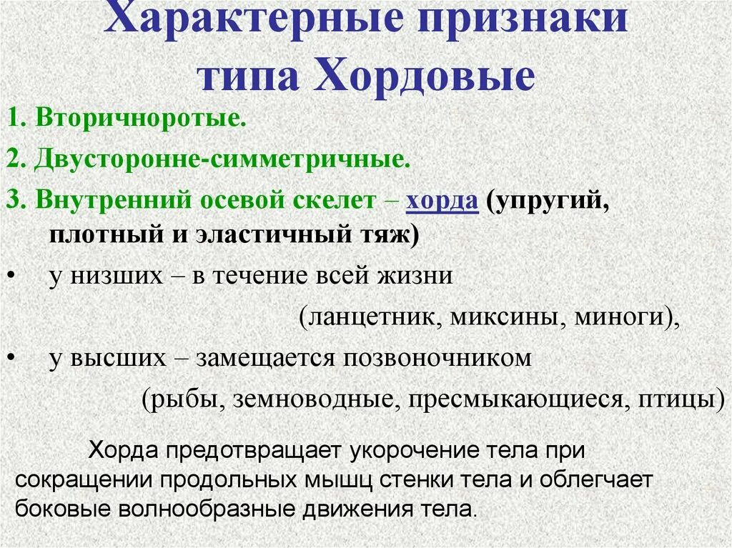 Тип хордовые краткий пересказ. Признаки животных типа хордовые. общая характеристика хордовых. характерные признаки типа хордовые. общая характеристика типа хордовых.