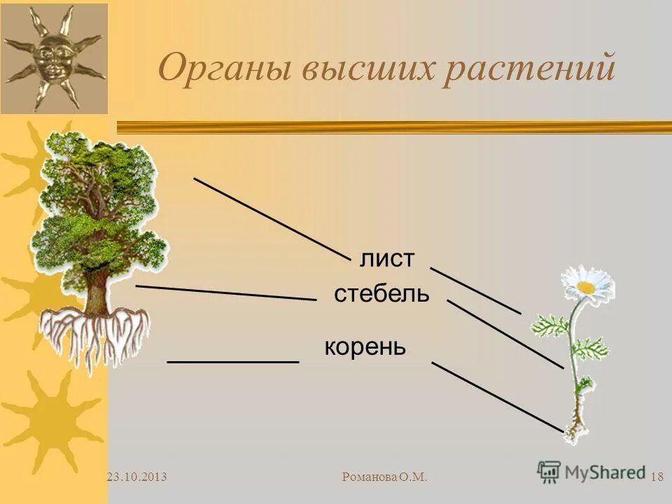 строение растений биология. корень стебель лист это органы. части стебля растения. окружающий мир части растений. вегетативные органы корень.