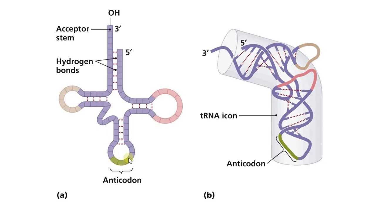 Строение ТРНК схема. Схема строения т РНК. Транспортная структура РНК рисунок. Строение вторичной структуры ТРНК.