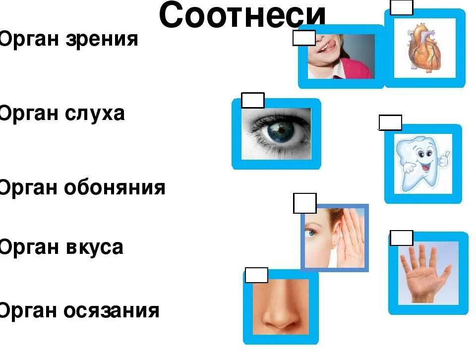 Органы чувств и движения. Орган зрения орган слуха орган обоняния орган вкуса орган осязания. Органы чувств задания. Карточки с изображением органов чувств. Органы чувств 3 класс задания.