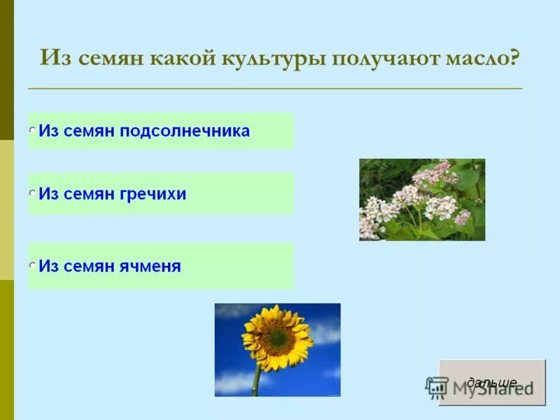 Практическая работа 3 класс окружающий мир растениеводство. Масло получают из семян. Из семян какой культуры получают масло. Из семян какого растения получают масло. Цветок из которого делают масло.