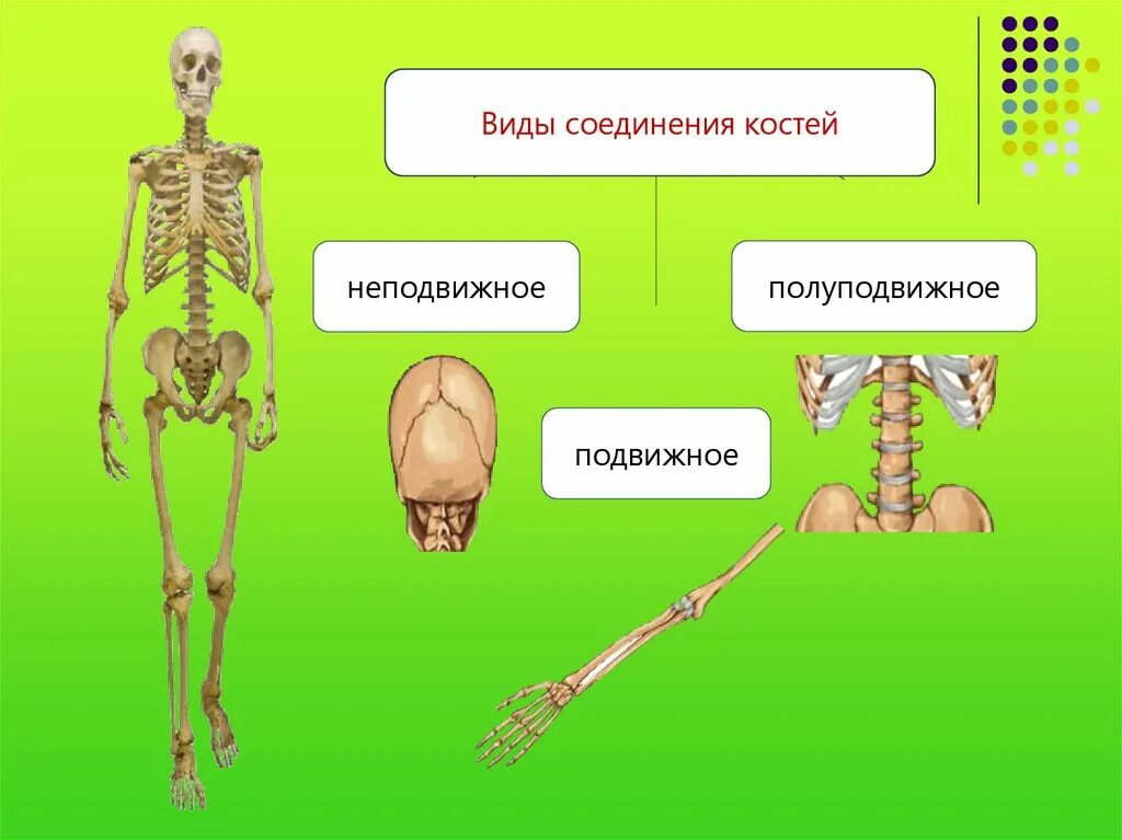 Скелет строение состав и соединение костей. Отделы скелета типы соединения костей. Строение скелета биология. Скелет человека с соединениями.