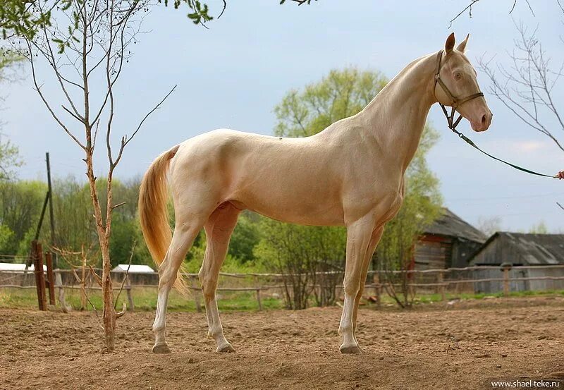 Ахалтекинец лошадь изабелловой масти. Ахалтекинец изабелловой масти. Ахалтекинская лошадь изабелловой масти. Золотой изабелловый ахалтекинец. Золотой изабелловый ахалтекинец.