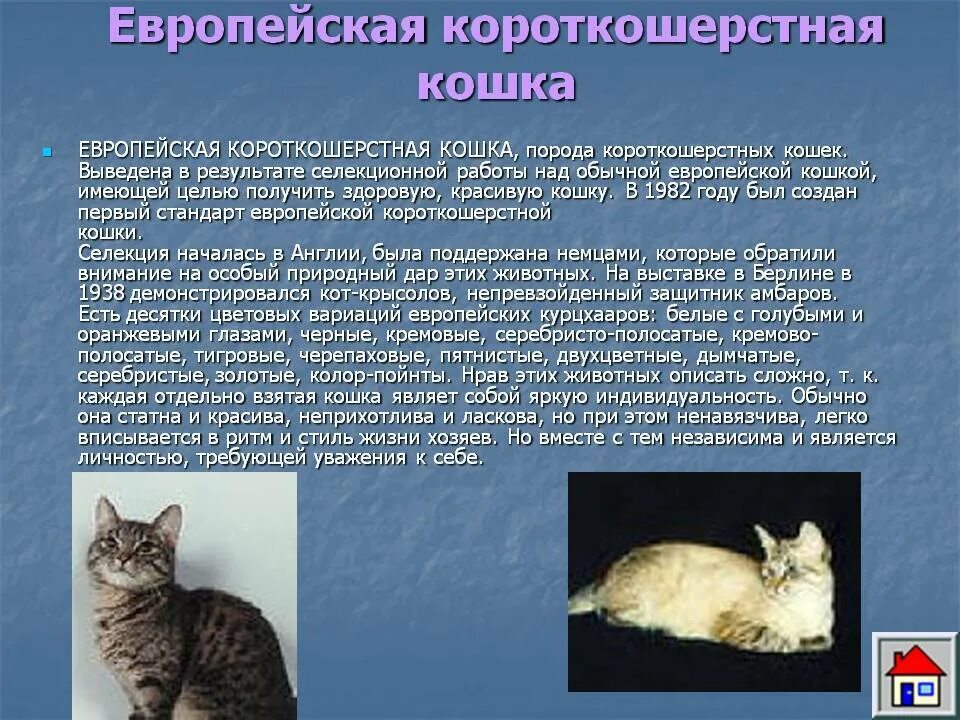 Породы кошек характеристики. Европейская короткошёрстная кошка описание. Восточно европейская кошка характеристика породы. Кошки породы европейская короткошерстная. Европейская короткошерстная кошка кремовая.