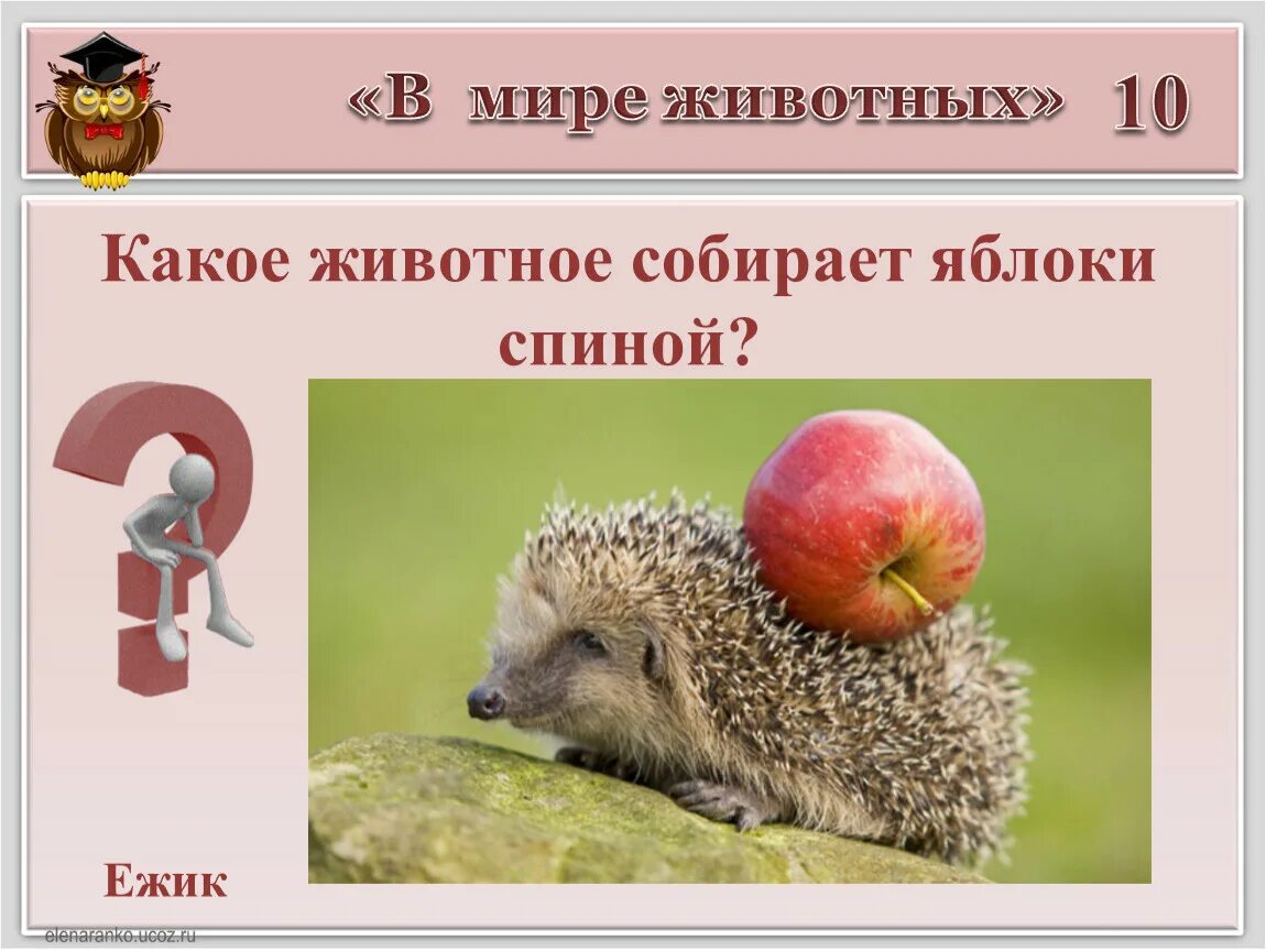 Ежик собирал яблоки. Ежик собирает яблоки. еж с яблоком на спине. зачем ежу яблоки на спине. как ёжик собирает яблоки.