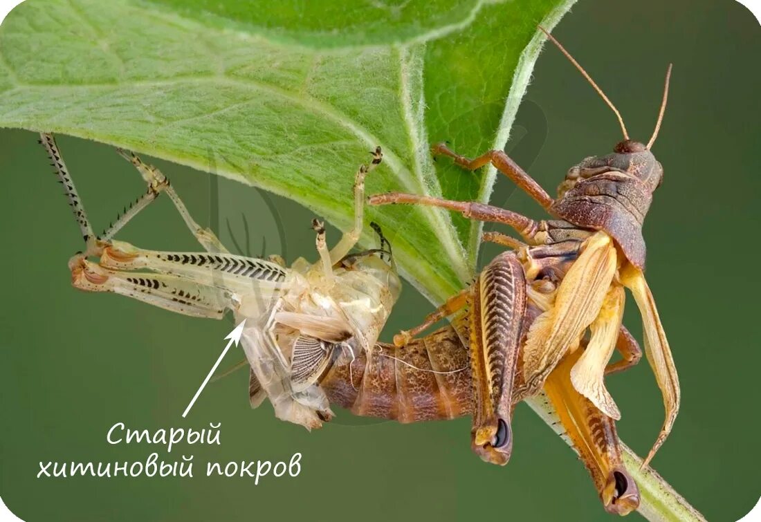 Линька у насекомых. Шароголовый кузнечик личинка. линька саранчи. линька богомола.