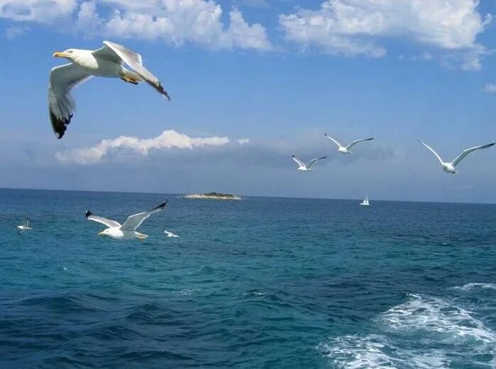 Волны и чайки над морем. Чайки над морем. Чайки над водой. Чайки дельфины. Море Чайки дельфины.