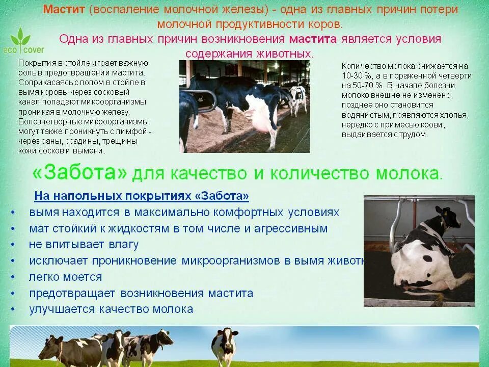 Профилактика содержания животных. Профилактика мастита крс. профилактика маститов у коров. профилактика мастита у животных. молоко больных животных.