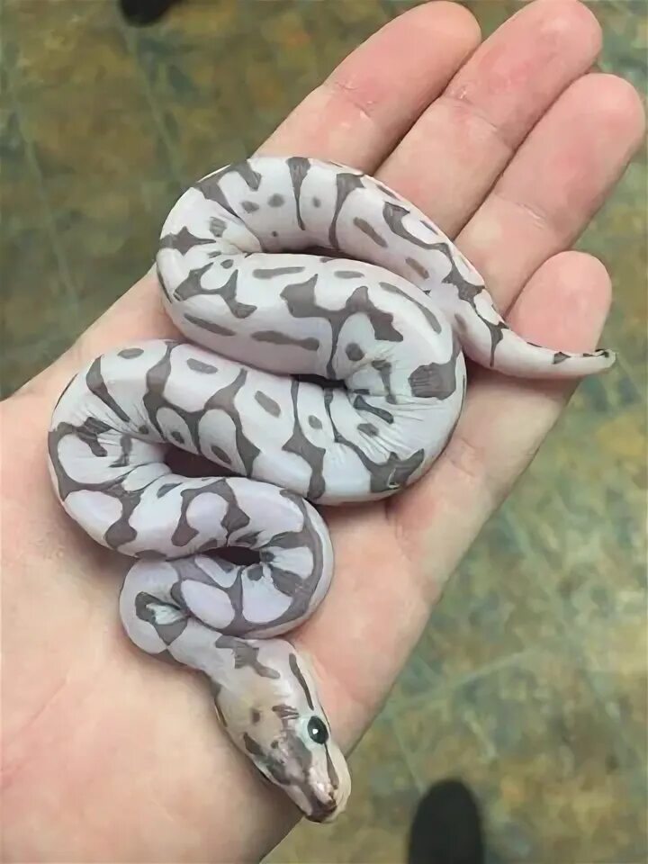 Змея без чешуи. Королевский питон scaleless. королевский питон без чешуи. королевский питон кобылка. удав без чешуи.