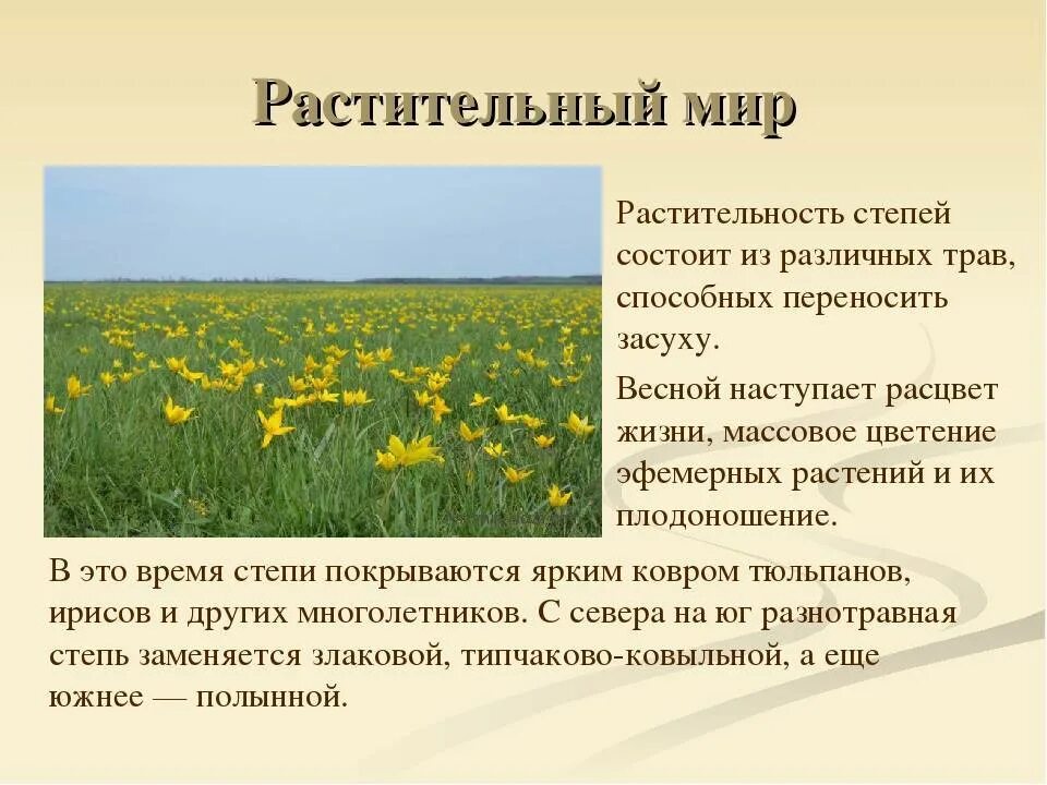 Сообщение на тему степь. Растительность степи. растения и животные степной зоны. сообщение о степи. характеристика растительности степи.