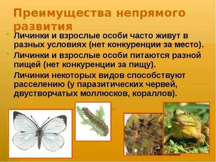 Ящерица зеленая прямое или непрямое развитие