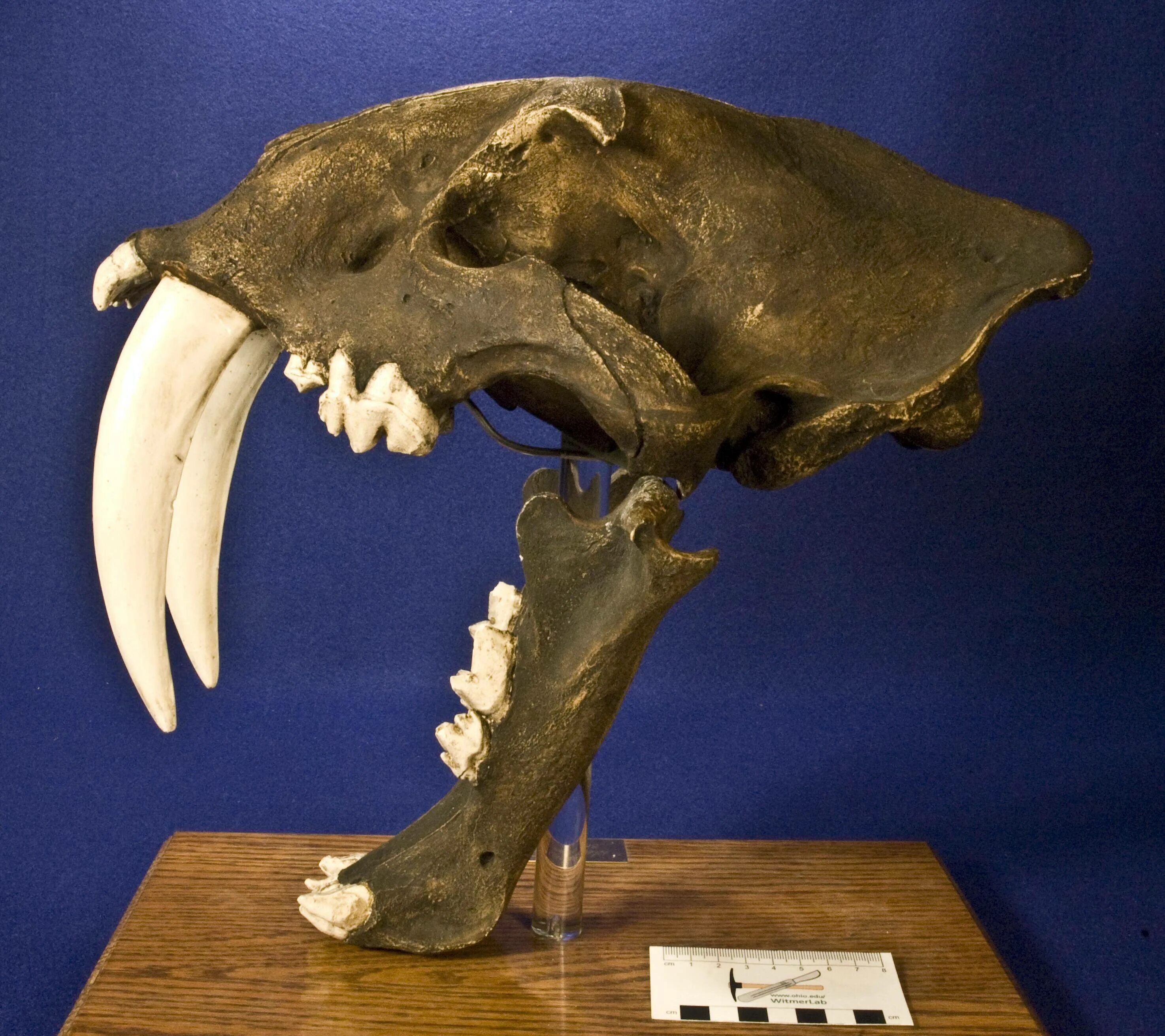 Smilodon. Смилодон Саблезубый. Cмилодон (Саблезубый тигр). Саблезубые тигры Смилодоны. Саблезубый тигр Смилодон череп.