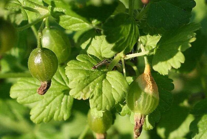 Сферотека крыжовника. Мучнистая роса смородины. Сферотека крыжовника. Как лечить крыжовник. Септориоз смородины антракноз.