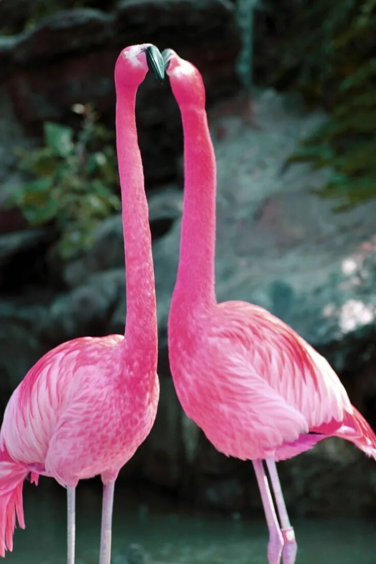 Обыкновенный Фламинго. Розовый Фламинго птица. Фламинго обыкновенный розовый. Африканский Фламинго. Фломинго