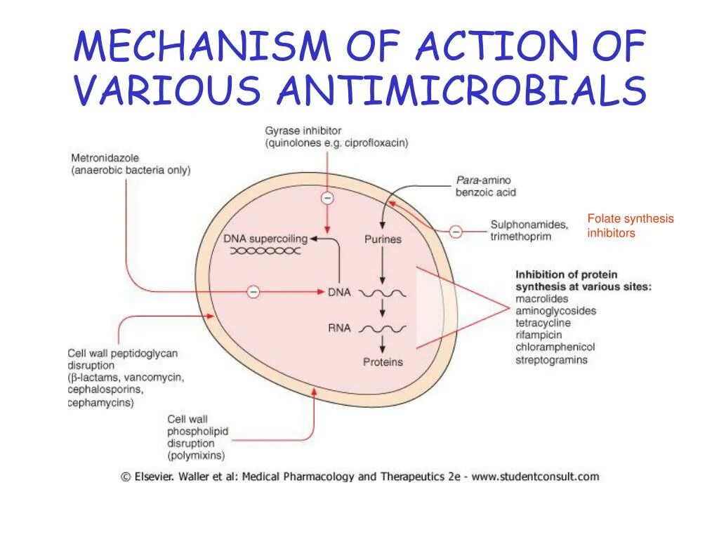 Mechanism of action. Mechanism of Action metronidazole. Mechanism of Action of rifampicin. Metronidazole механизм действия. Mechanism of Action of antimetabolites.