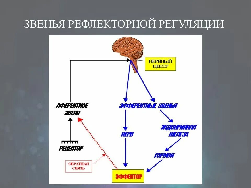 Рефлекторная деятельность нервной системы 8 класс. Звенья регуляции. Формы регуляции. Звенья рефлекторной цепи. Рефлекторная регуляция 8 класс.