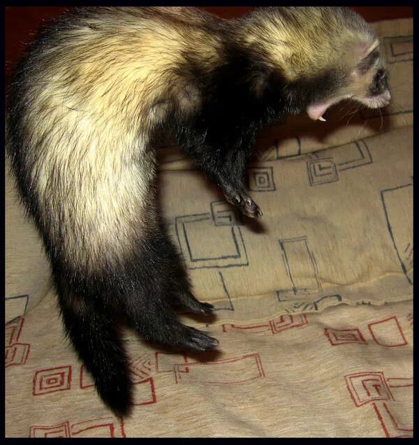 Песни хор рек. Забавный хорек. Морда хорька. Хорек позы. Смешные хорьки.