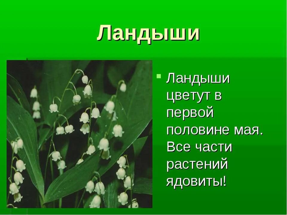 Проект окружающий мир ландыш 3 класс Ландыш описание кратко
