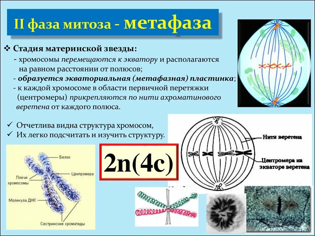 Спирализация хромосом фазы митоза. Материнская звезда в митозе. Метафаза материнская звезда. Фазы митоза метафаза. Стадия материнской звезды.