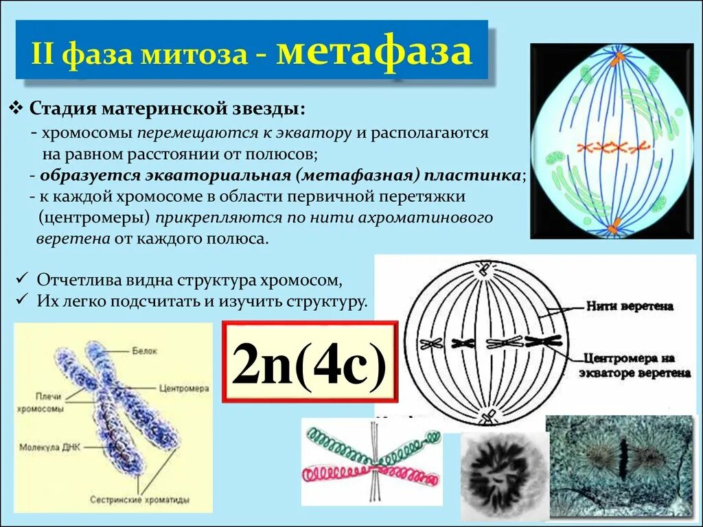 Материнская звезда в митозе. Метафаза материнская звезда. Фазы митоза метафаза. Стадия материнской звезды.