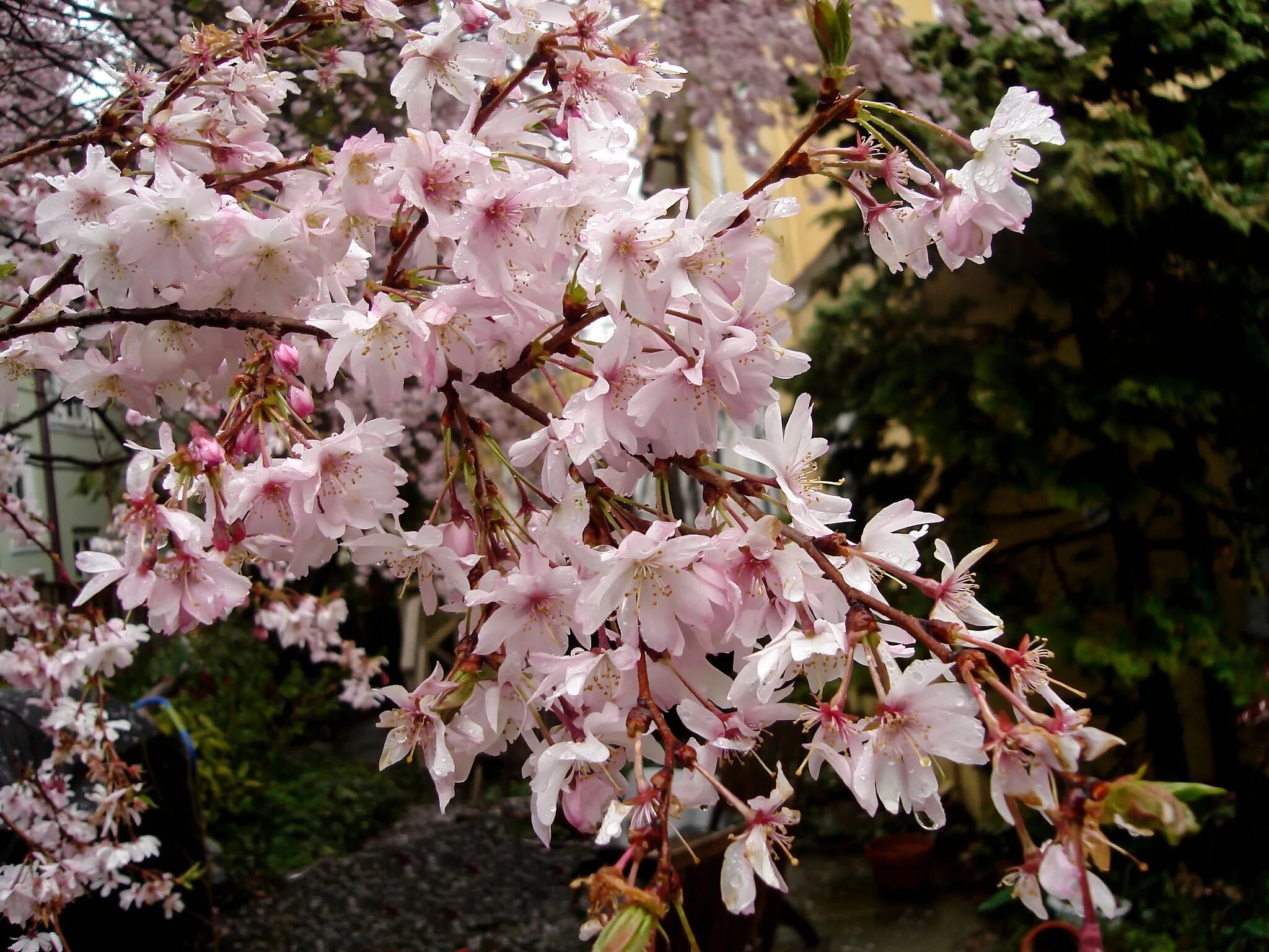 Дерево весной название цветет. Кустарник красивоцветущий Сакура. Миндаль трехлопастной Розенмунд. Сакура (миндаль, вишня декоративная). Сакура вишня кустарник.