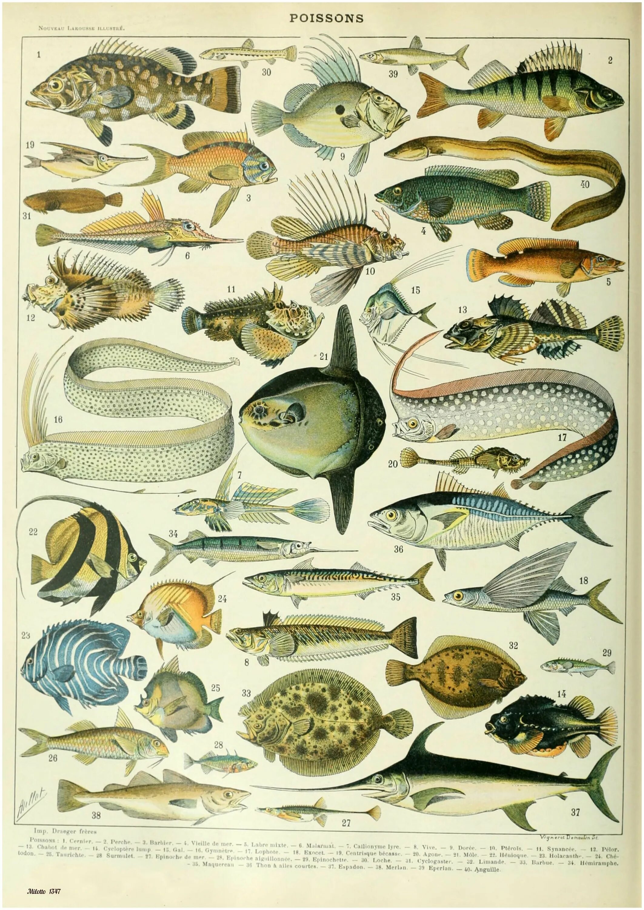 Разные рыбки. Разнообразие рыб. Разнообразие рыб. Класс рыбы многообразие. Морские рыбы разнообразие.