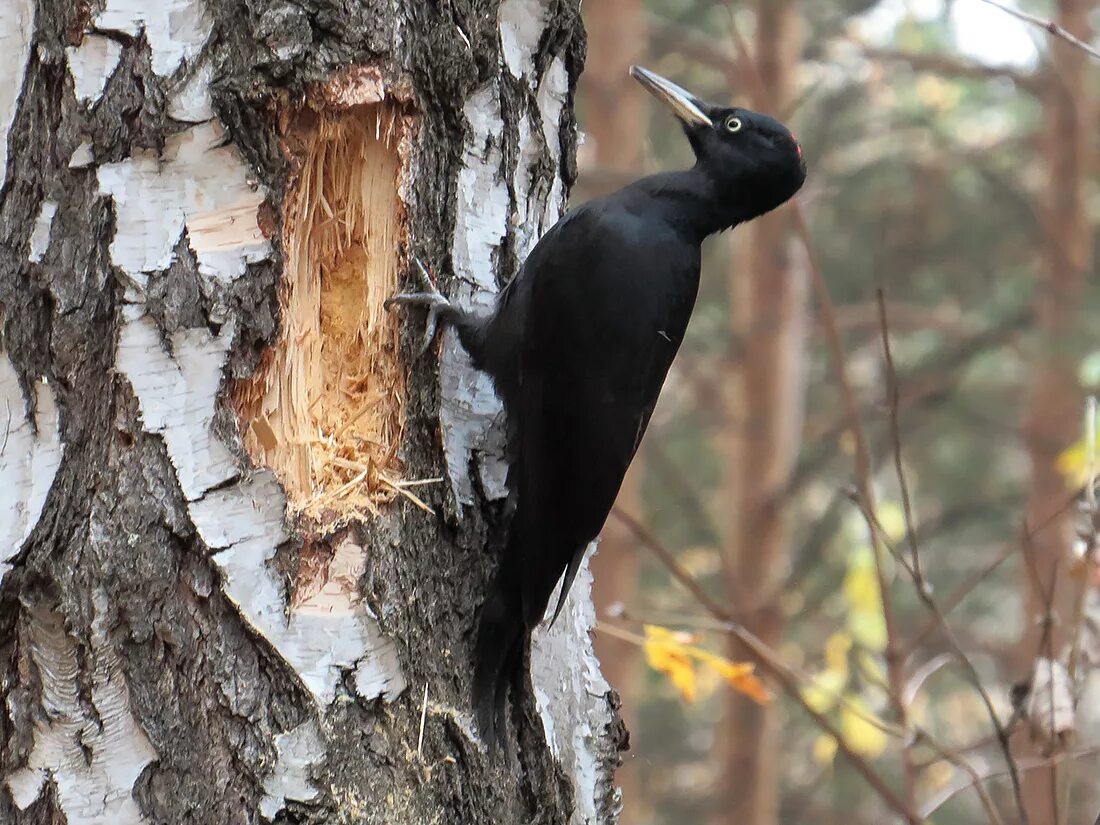 дятел черный большой без красной шапочки. черный дятел без красной шапочки. черный дятел без красной шапочки. желна самка. черный дятел самка.