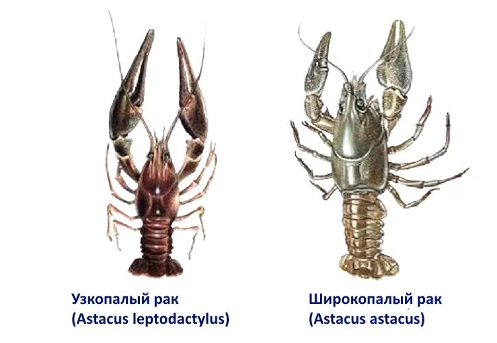 Известные виды раков. Все виды Рачков. Какие существуюраки. Astacus Astacus. Какого цвета рак? В Сибири какого цвета?.