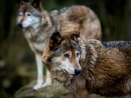 Wolf other