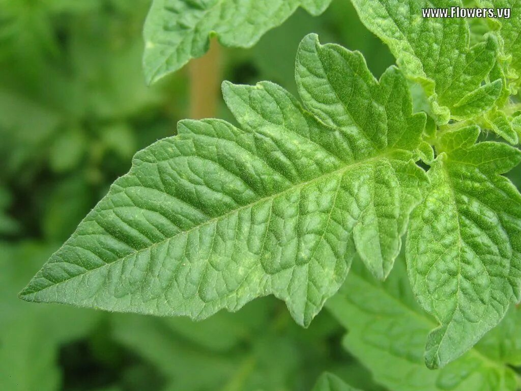 Листья томата. Здоровый лист томата. Помидорные листья. Томатный лист. Tomato leaves