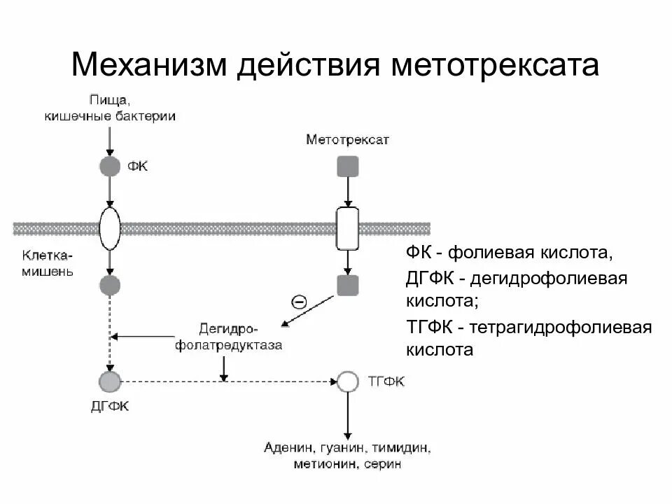 Метотрексат при ревматоидном артрите механизм. Механизм действия метотрексата. Схема применения метотрексата. Метотрексат механизм действия при ревматоидном артрите.