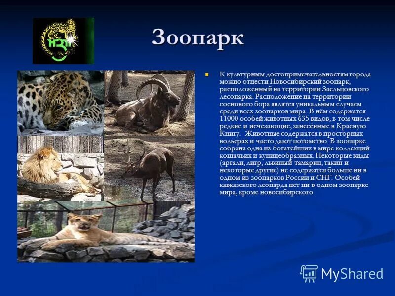 Проект зоопарк 1 класс окружающий мир Урок окружающего мира 1 класс "ЗООПАРК" скачать презентацию