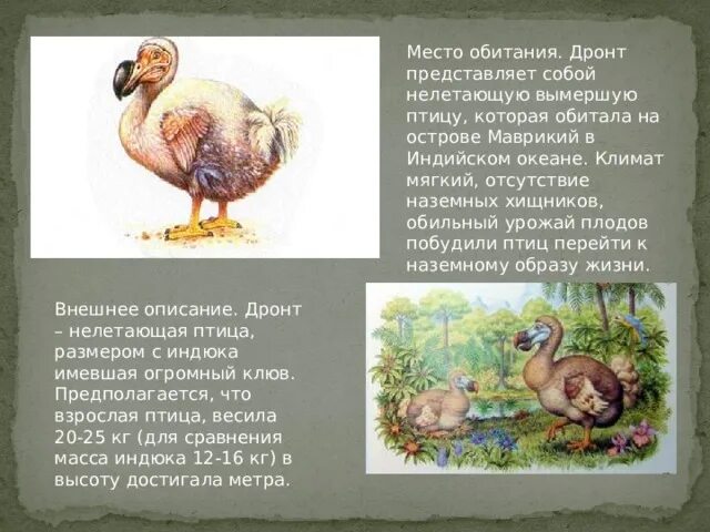 Почему вымерли додо. Маврикийский дронт эндемики маврикия. дронт красная книга. дронт место обитания. птица додо место обитания.