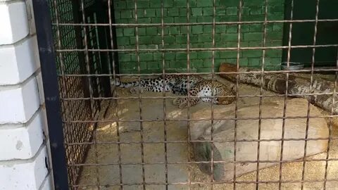Ивановский зоологический парк ленинградская ул 2а
