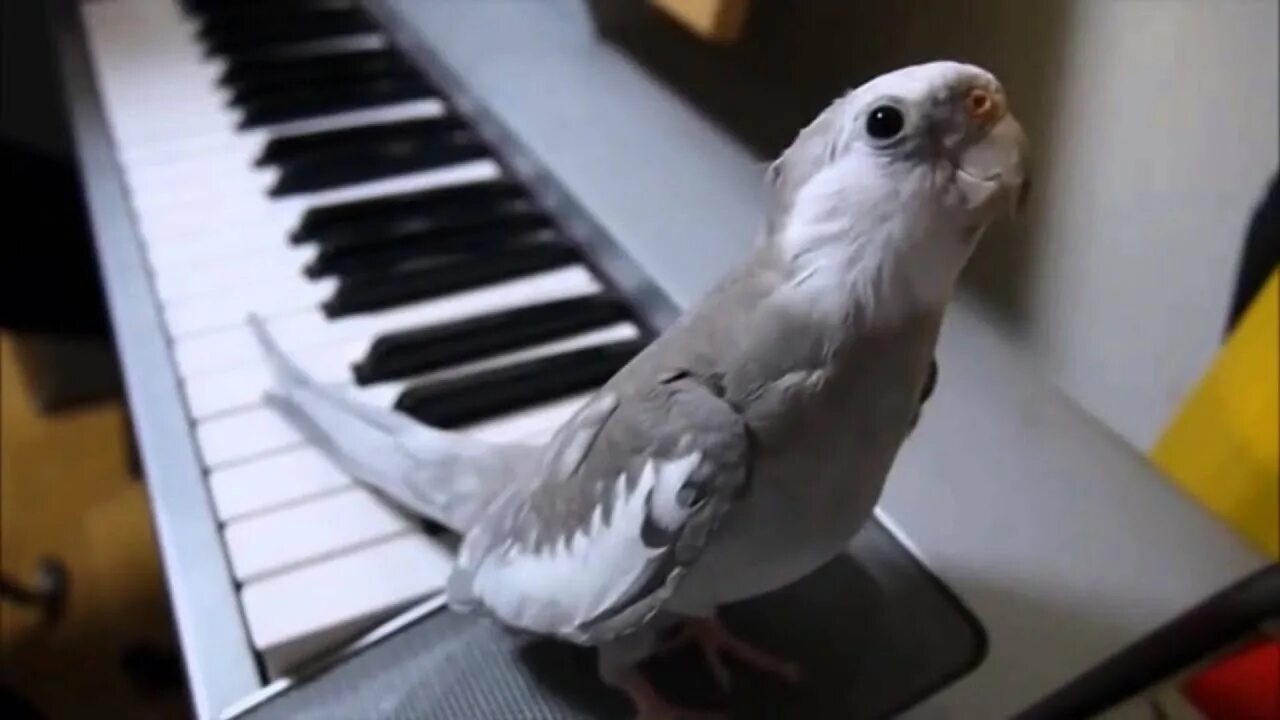Веселое пение попугая. Попугай поет. Попугай волнистый поет. Попугай музыкант. Красивое пение попугаев.