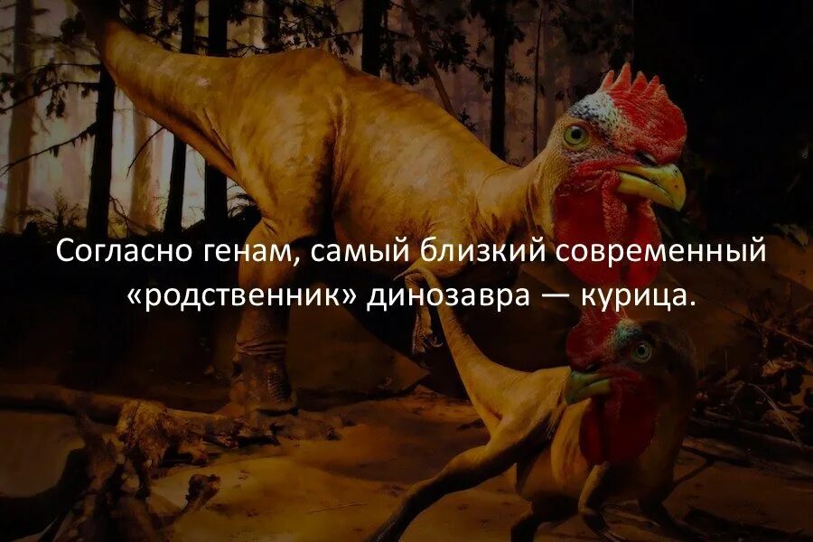 Курица потомок динозавров. Петух потомок динозавров. Курица ближайший родственник динозавра. Курица самый близкий родственник динозавра. Ближайший родственник динозавра