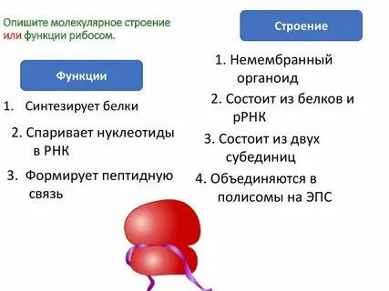 В каких органоидах находятся рибосомы