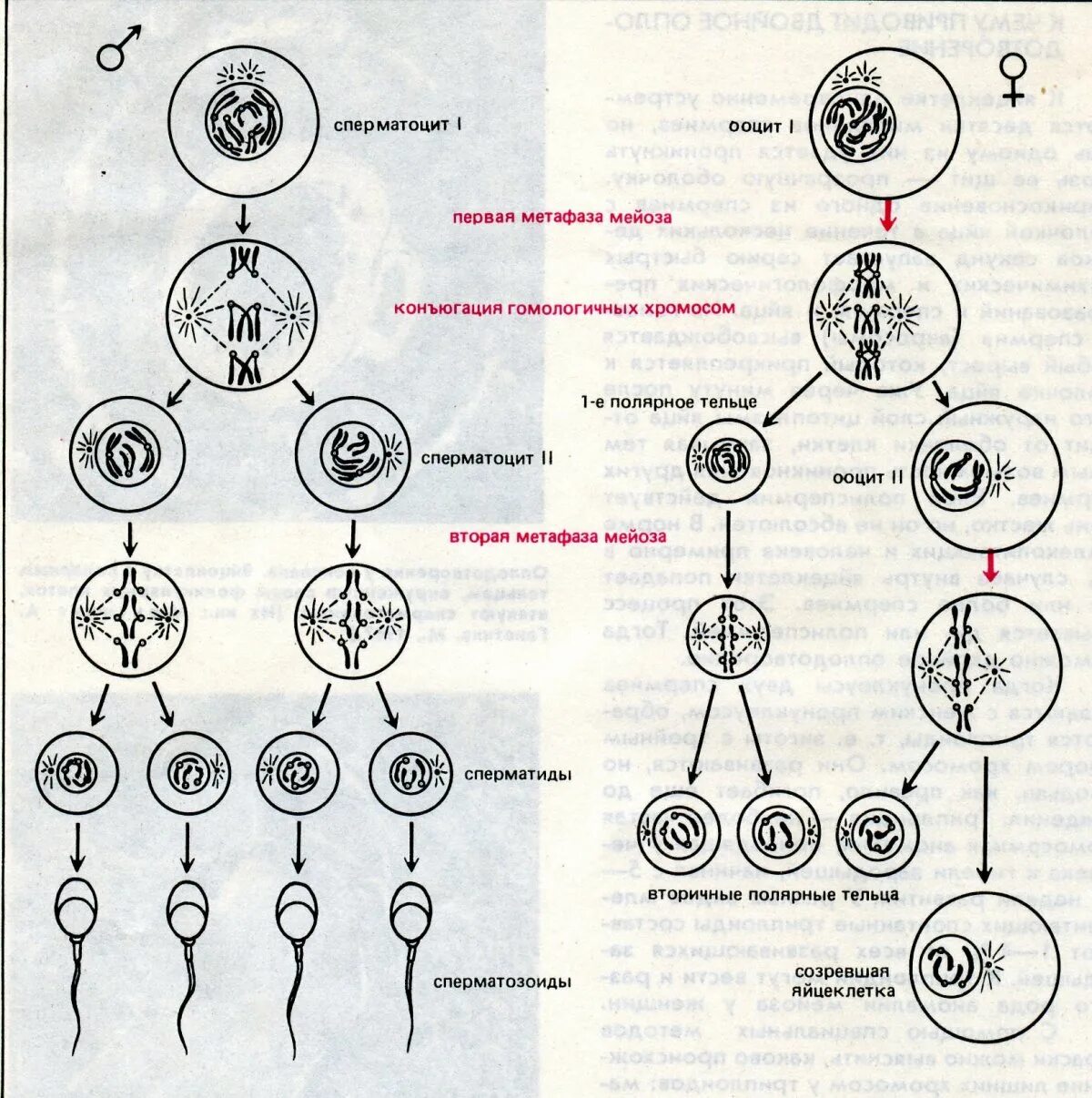 Сперматогенез и оогенез. Этапы сперматогенеза схема. Яйцеклетка схема овогенеза. Схема основных этапов сперматогенеза и овогенеза. Каким номером на схеме обозначено мейотическое