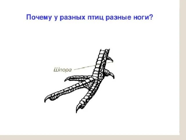 Конечности птиц. Строение конечностей птиц. Строение ноги птицы. Задние конечности птиц. Рассмотрите кости задних конечностей назовите их обратите