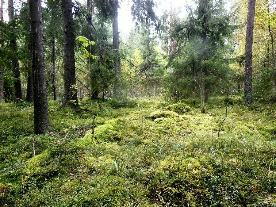 Forest karelia. лес сосны карелия. Forest karelia. леса карелии карелии. сосновый бор карелия.